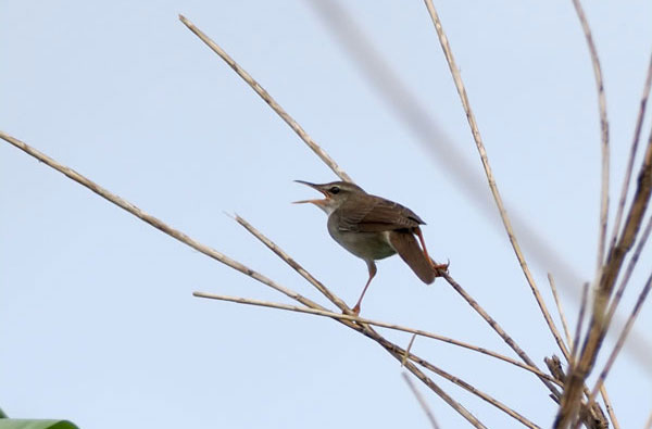 ウチヤマセンニュウ